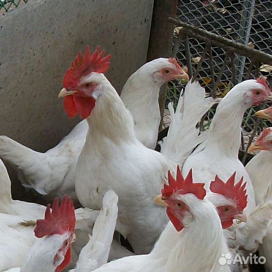 Цыплята, инкубационное яйцо