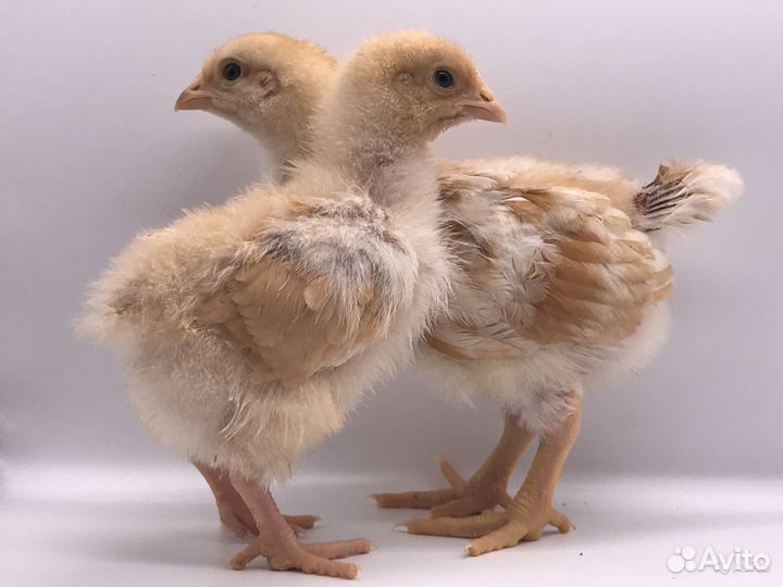 Раменский Комбикорм для бройлеров