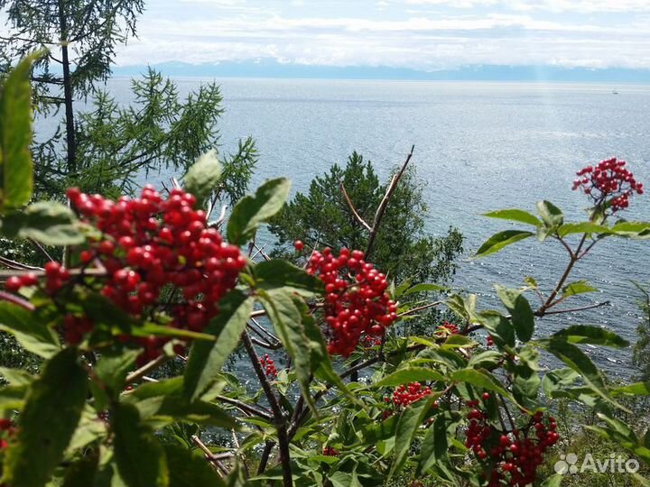 Иркутск Топ-Экскурсия Хайкинг по Большой Байкальск