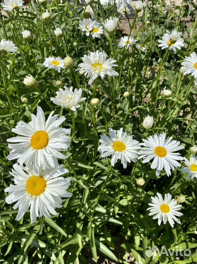 Ромашка саженцы