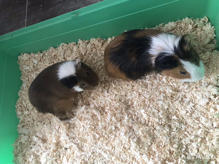 Морские свинки