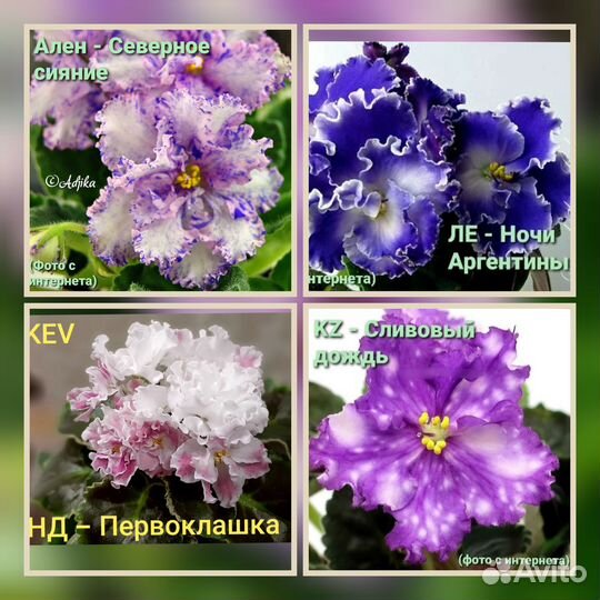 Детки сортовых фиалок