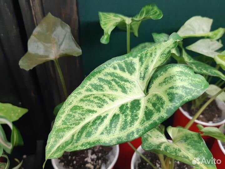 Сингониумы молодые укорененные разных сортов