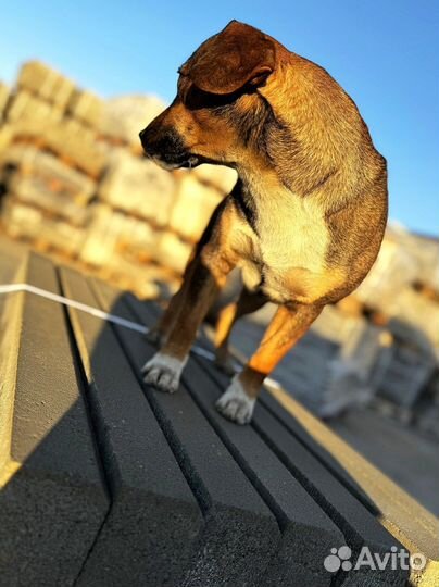 Тротуарная плитка. Производитель. Завод. Доставка