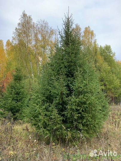 Ель обыкновенная