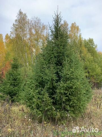 Ель обыкновенная