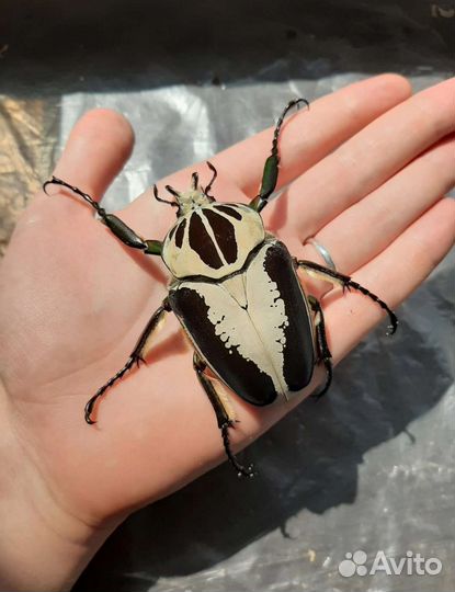 Экзотические жуки