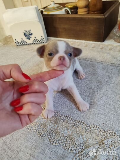 Бело-лиловое чудо