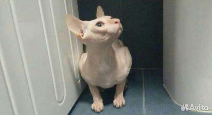 Кот для вязки кошек