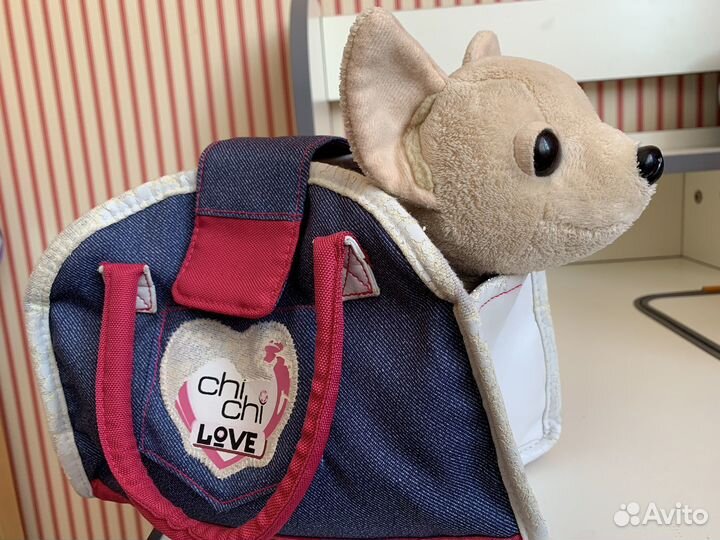 Питомец Собака чичилав chi chi love