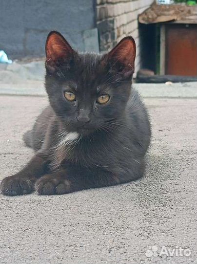 Котëнок, бесплатно, в добрые руки