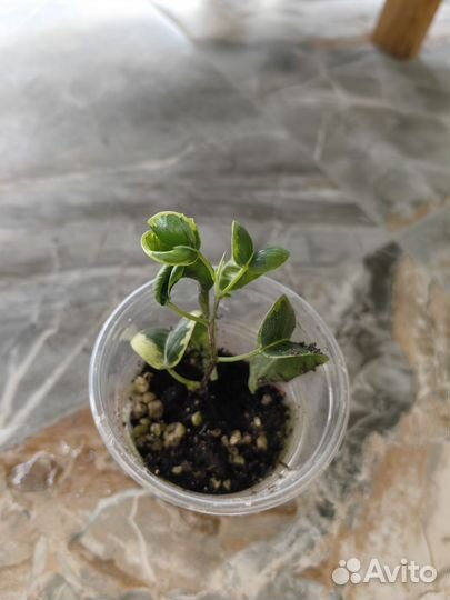 Фикусы разные сорта