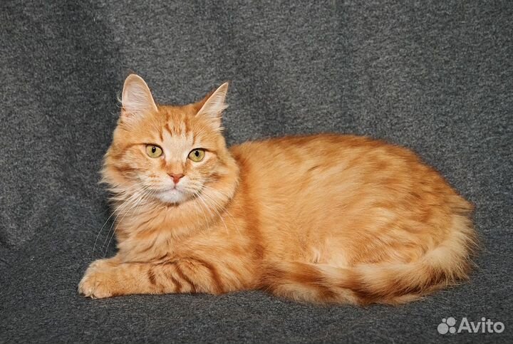 Рыжий кот в добрые руки