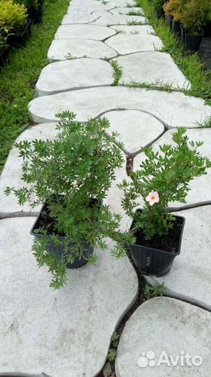 Лапчатка кустарниковая