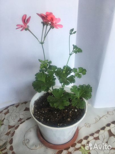 Комнатный цветок, герань, пеларгония