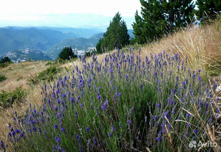 Горная лаванда