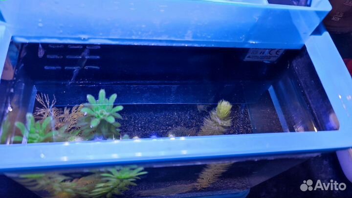 Аквариум с рыбками