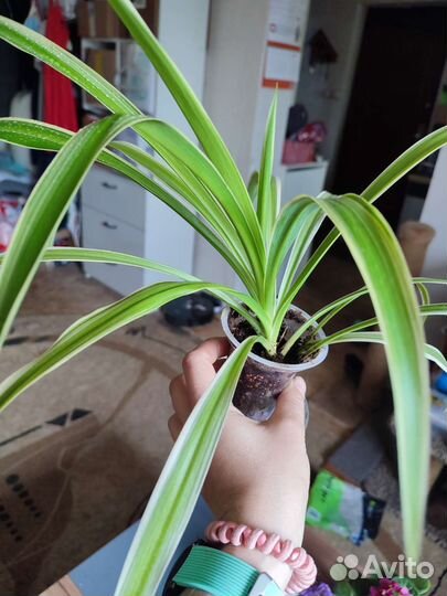 Хлорофитум