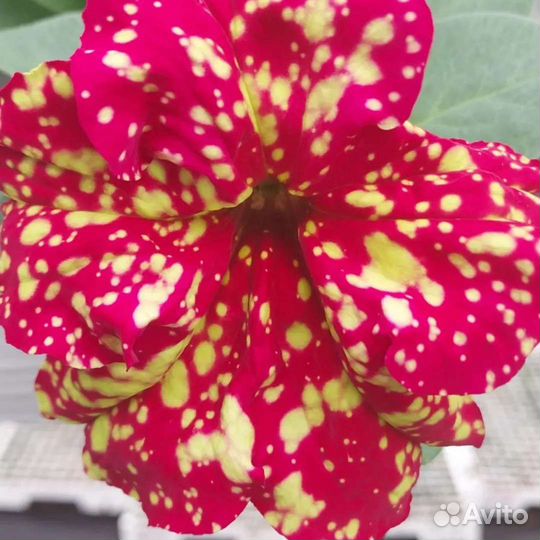 Петуния ампельная