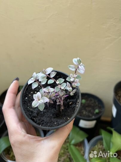 Замиокулькас,орихидеи,традесканции,мандарины