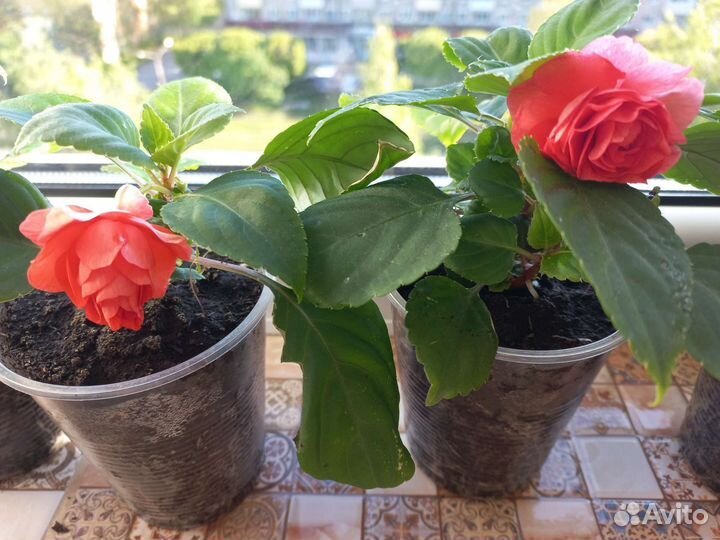 Бальзамин Мокрый Ванька комнатные цветы растения