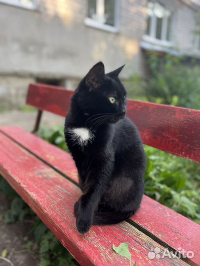 Кошка