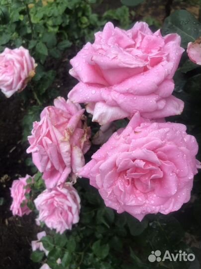 Роза плетистая розовая