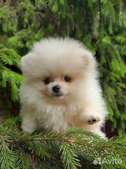 Померанские шпицы