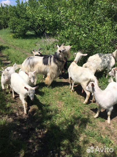 Козы заанинской породы