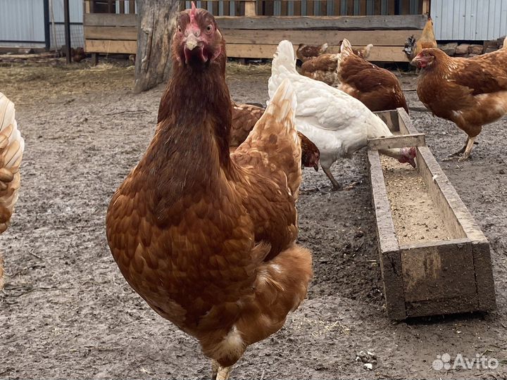 Домашние куриные яйца