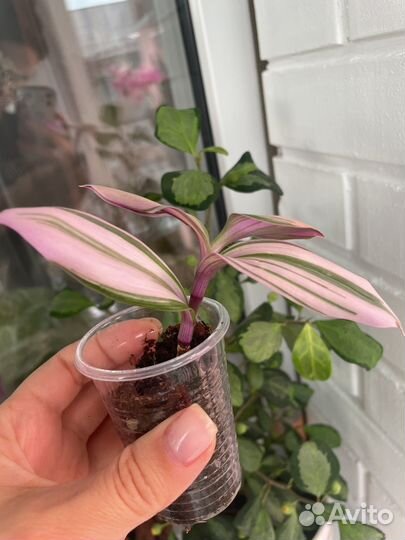 Комнатные- традесканция, аглаонема, клеродендрум