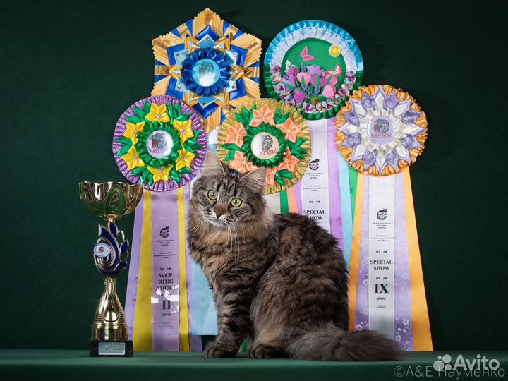 Сибирский кот на вязку