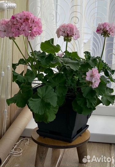 Пеларгония герань