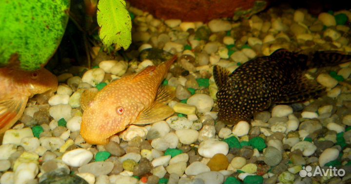 Анциструс звёздчатый. Грунт для аквариума