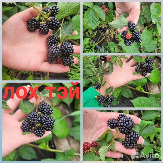 Ежевика саженцы