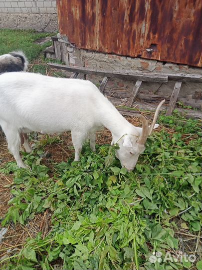 Коза дойная
