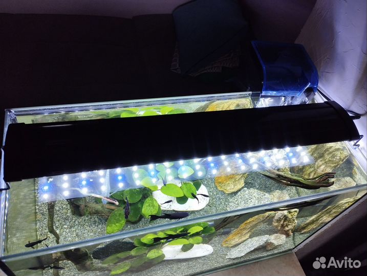 Аквариум с рыбками