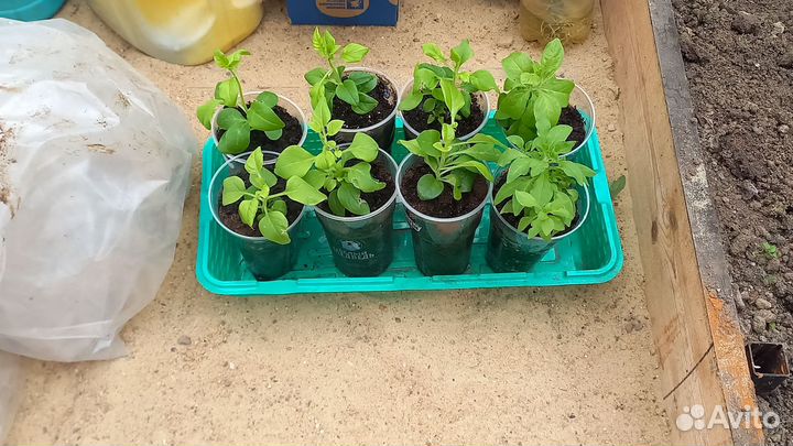 Рассада петуньи