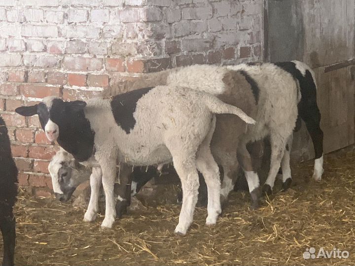 Баранчики на племя (помесь дорпер )