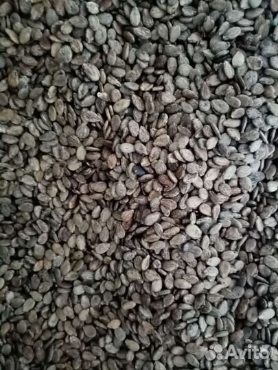 Семена арбуза Топ Ган Шуга Беби Продюсер