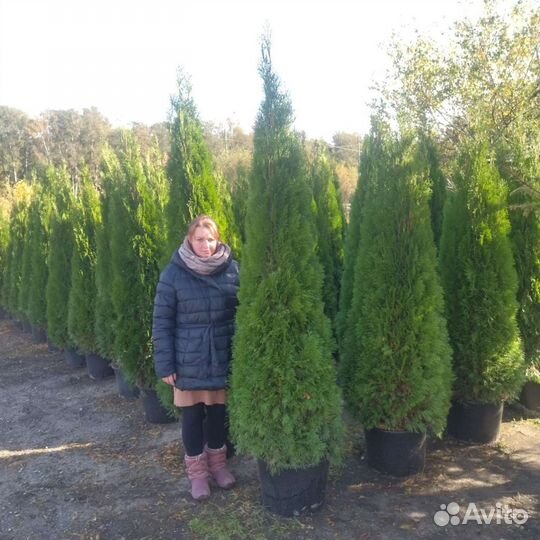 Туя смарагд 180-190 Качество экстра