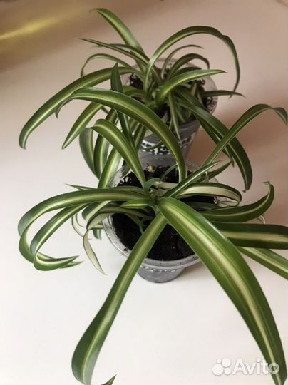 Хлорофитум кудрявый Бонни