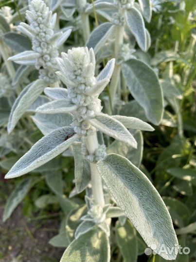 Чистец (ослиные ушки) многолетние цветы