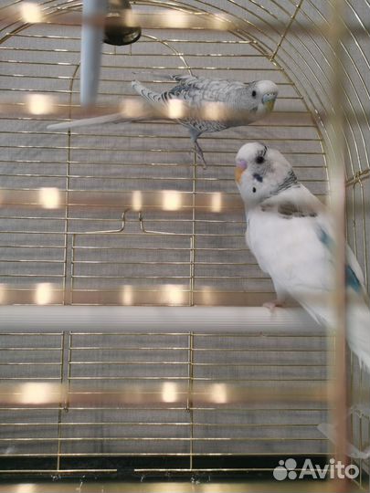 Клетка + 2 волнистых попугая
