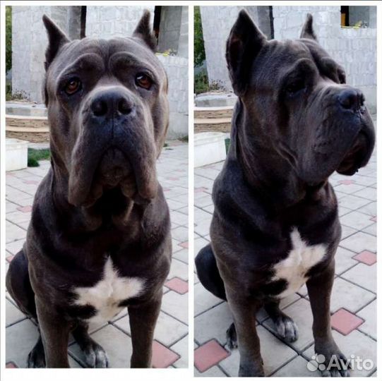 Кобель вязка кане Корсо