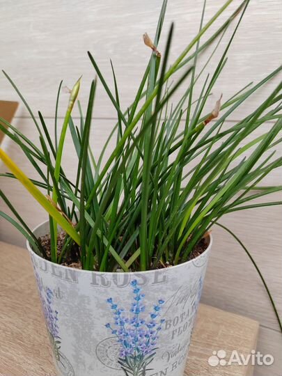 Гибискус. Зефирантес