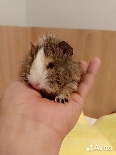 Джунгарский хомяк девочка