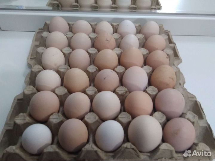 Домашние куриные яйца