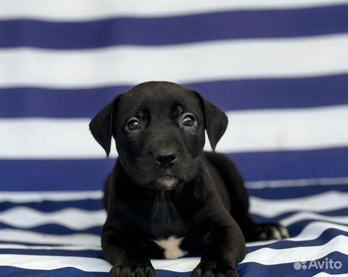 Щенки питбультерьера