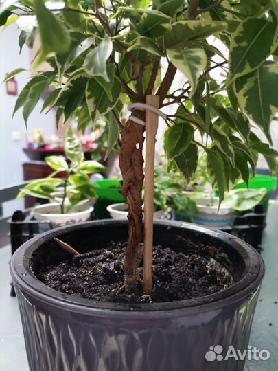 Фикус Бенджамина плетеный Golden King